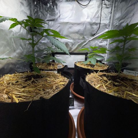 Girl Scout Cookies Fem by KilliczGe growlog timeline photo