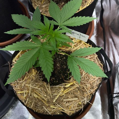 Tangerine Dream Fem by KilliczGe growlog timeline photo