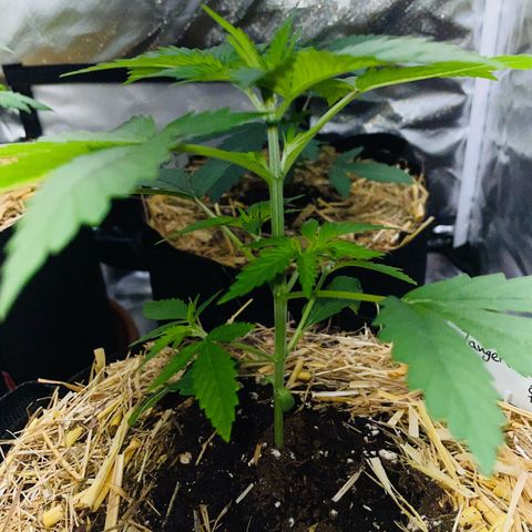 Tangerine Dream Fem by KilliczGe growlog timeline photo