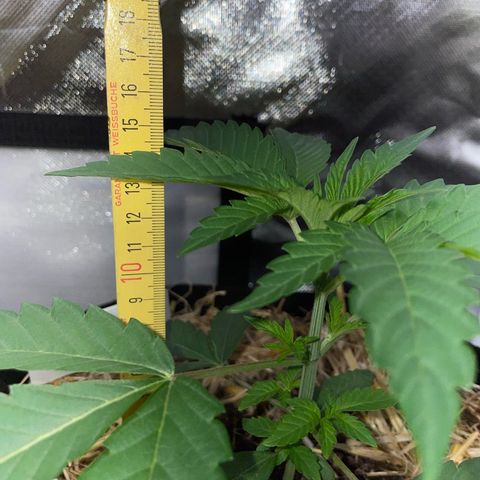 Cereal Milk Fem by KilliczGe growlog timeline photo
