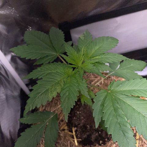Girl Scout Cookies Fem by KilliczGe growlog timeline photo