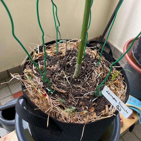 Late Outdoor season 25 - turned inside :D 1 AK48#2 auto  growlog timeline photo