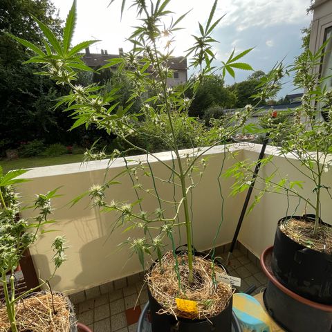 Late Outdoor season 25 - turned inside :D 1 AK48#2 auto  growlog timeline photo