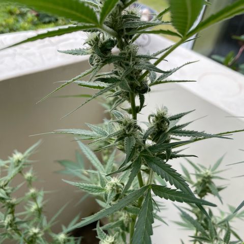 Late Outdoor season 25 - turned inside :D 1 AK48#2 auto  growlog timeline photo