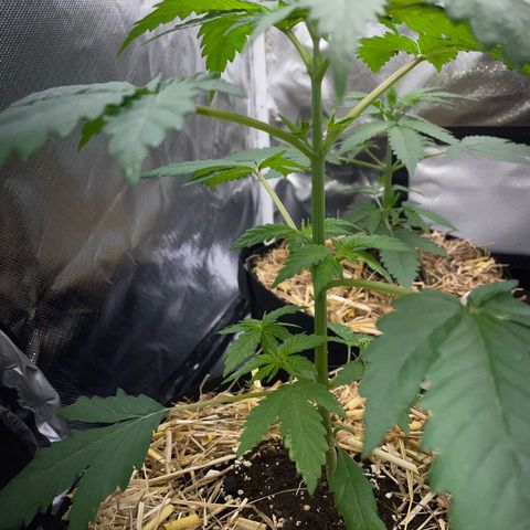 Girl Scout Cookies Fem by KilliczGe growlog timeline photo