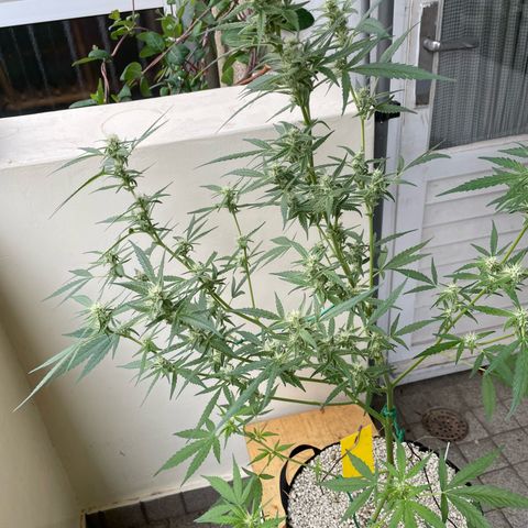 Late Outdoor season 25 - turned inside :D 1 AK48#2 auto  growlog timeline photo