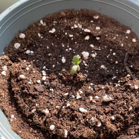 Late Outdoor season 25 - turned inside :D 1 AK48#2 auto  growlog timeline photo