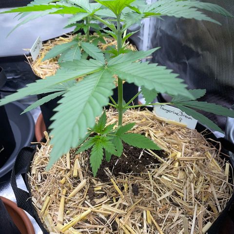 Tangerine Dream Fem by KilliczGe growlog timeline photo