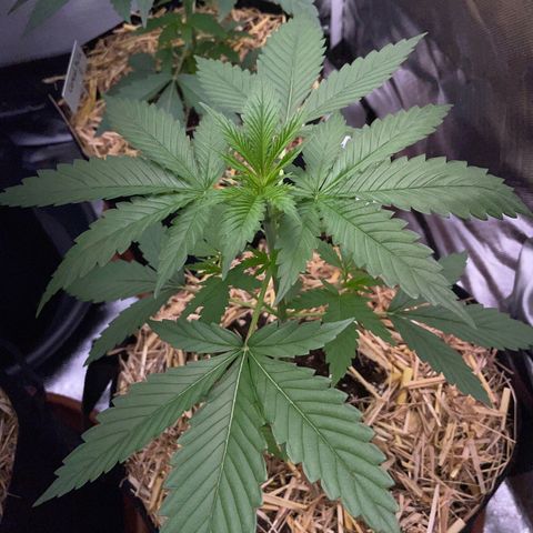 Tangerine Dream Fem by KilliczGe growlog timeline photo