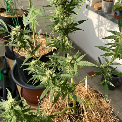 Late Outdoor season 25 - turned inside :D 1 AK48#2 auto  growlog timeline photo