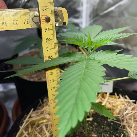 Tangerine Dream Fem by KilliczGe growlog timeline photo