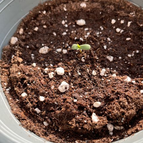 Late Outdoor season 25 - turned inside :D 1 AK48#2 auto  growlog timeline photo