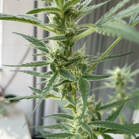 Late Outdoor season 25 - turned inside :D 1 AK48#2 auto  growlog timeline photo