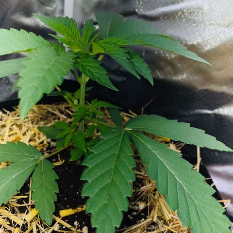 Cereal Milk Fem by KilliczGe growlog timeline photo