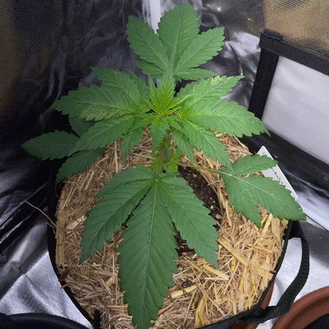 Girl Scout Cookies Fem by KilliczGe growlog timeline photo