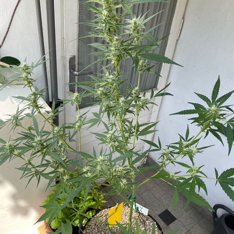 Late Outdoor season 25 - turned inside :D 1 AK48#2 auto  growlog timeline photo