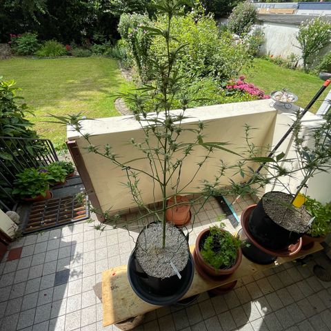 Late Outdoor season 25 - turned inside :D 1 AK48#2 auto  growlog timeline photo