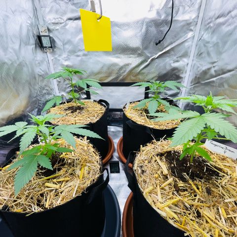 Tangerine Dream Fem by KilliczGe growlog timeline photo