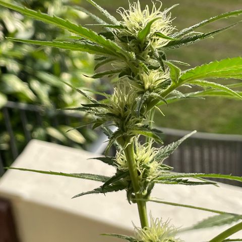 Late Outdoor season 25 - turned inside :D 1 AK48#2 auto  growlog timeline photo