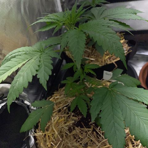 Girl Scout Cookies Fem by KilliczGe growlog timeline photo