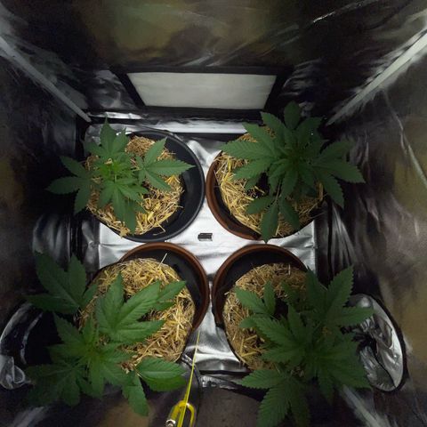 Girl Scout Cookies Fem by KilliczGe growlog timeline photo