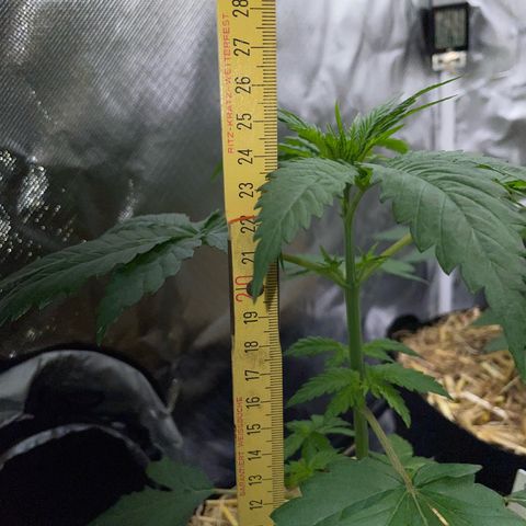 Girl Scout Cookies Fem by KilliczGe growlog timeline photo