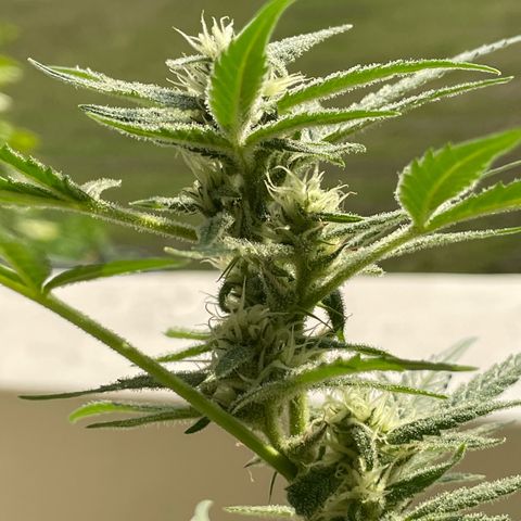 Late Outdoor season 25 - turned inside :D 1 AK48#2 auto  growlog timeline photo
