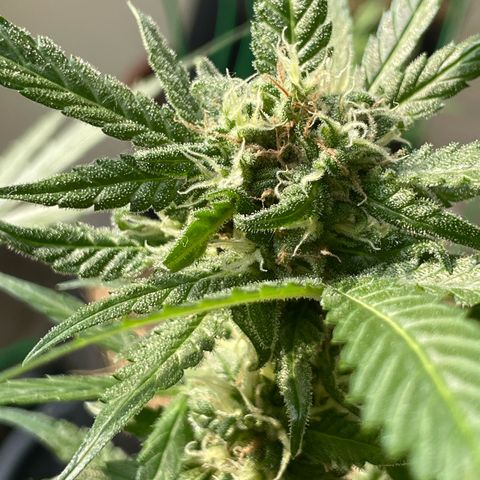 Late Outdoor season 25 - turned inside :D 1 AK48#2 auto  growlog timeline photo