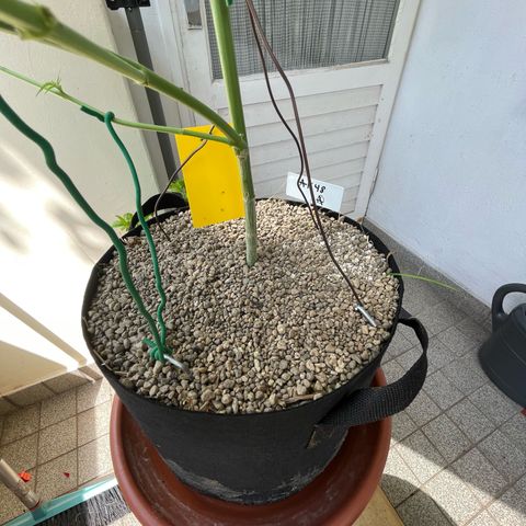 Late Outdoor season 25 - turned inside :D 1 AK48#2 auto  growlog timeline photo