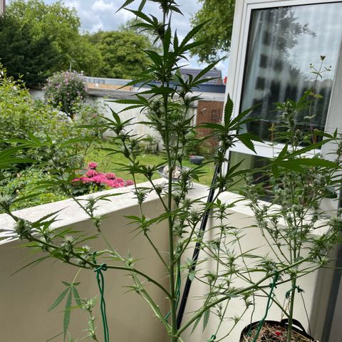 Late Outdoor season 25 - turned inside :D 1 AK48#2 auto  growlog timeline photo