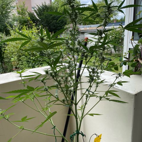 Late Outdoor season 25 - turned inside :D 1 AK48#2 auto  growlog timeline photo