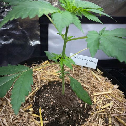 Girl Scout Cookies Fem by KilliczGe growlog timeline photo