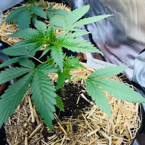 Tangerine Dream Fem by KilliczGe growlog timeline photo