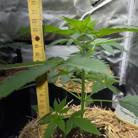 Tangerine Dream Fem by KilliczGe growlog timeline photo