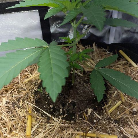 Cereal Milk Fem by KilliczGe growlog timeline photo