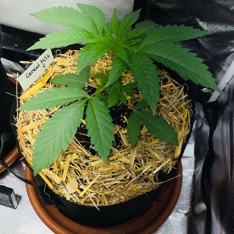 Cereal Milk Fem by KilliczGe growlog timeline photo