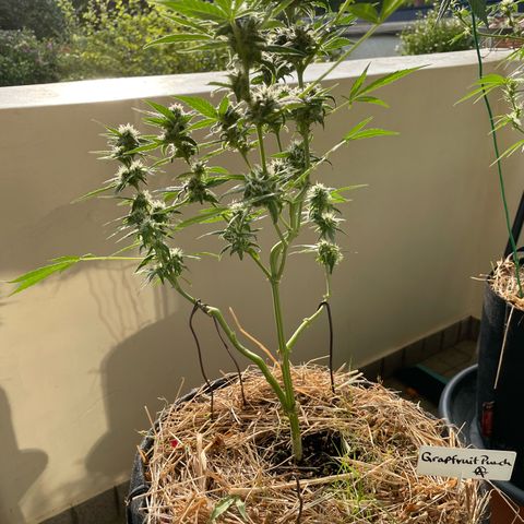 Late Outdoor season 25 - turned inside :D 1 AK48#2 auto  growlog timeline photo