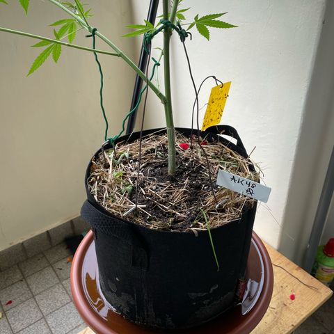 Late Outdoor season 25 - turned inside :D 1 AK48#2 auto  growlog timeline photo