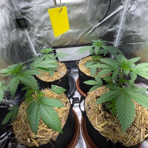 Girl Scout Cookies Fem by KilliczGe growlog timeline photo
