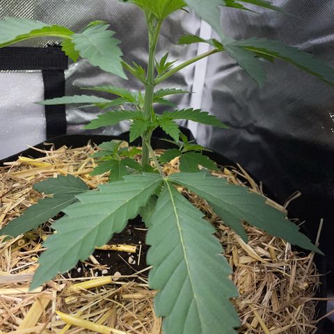 Cereal Milk Fem by KilliczGe growlog timeline photo