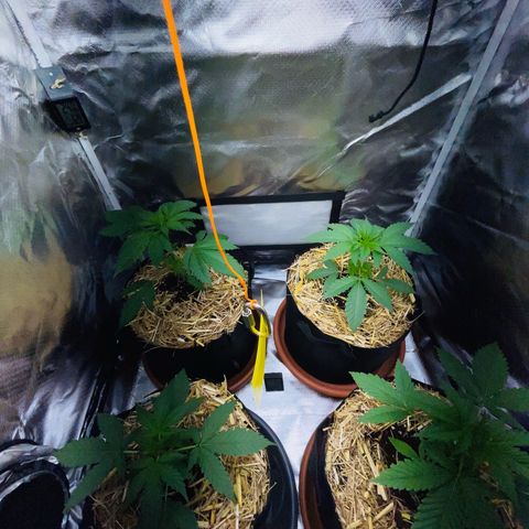 Cereal Milk Fem by KilliczGe growlog timeline photo