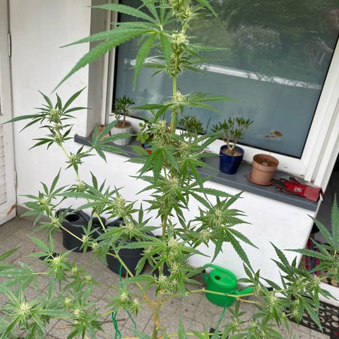 Late Outdoor season 25 - turned inside :D 1 AK48#2 auto  growlog timeline photo