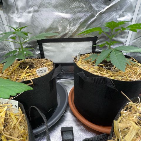 Girl Scout Cookies Fem by KilliczGe growlog timeline photo