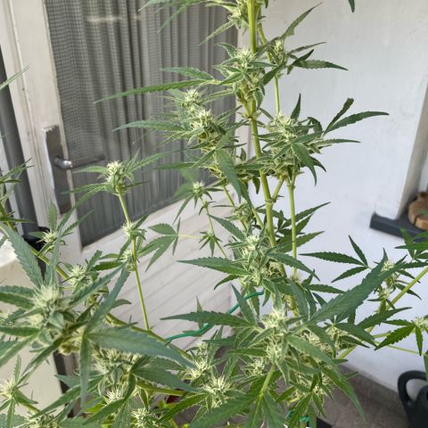 Late Outdoor season 25 - turned inside :D 1 AK48#2 auto  growlog timeline photo