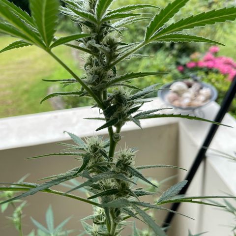 Late Outdoor season 25 - turned inside :D 1 AK48#2 auto  growlog timeline photo
