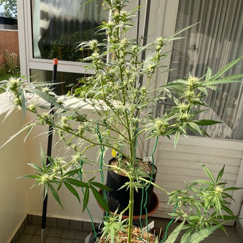 Late Outdoor season 25 - turned inside :D 1 AK48#2 auto  growlog timeline photo