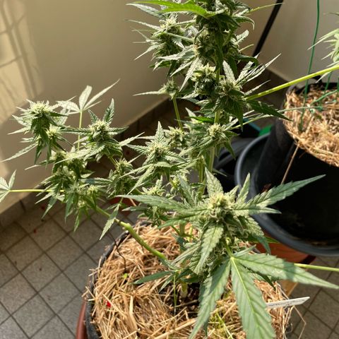 Late Outdoor season 25 - turned inside :D 1 AK48#2 auto  growlog timeline photo