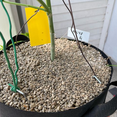 Late Outdoor season 25 - turned inside :D 1 AK48#2 auto  growlog timeline photo