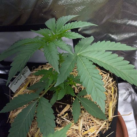 Cereal Milk Fem by KilliczGe growlog timeline photo