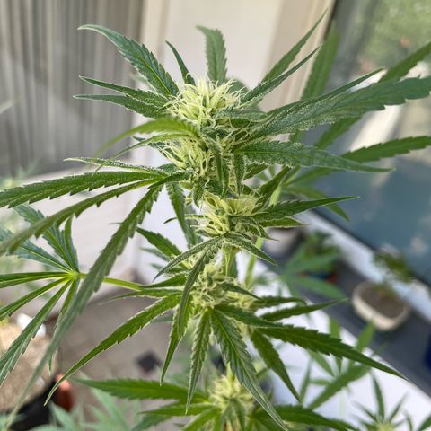 Late Outdoor season 25 - turned inside :D 1 AK48#2 auto  growlog timeline photo
